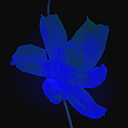 月球任务/ROUTINE